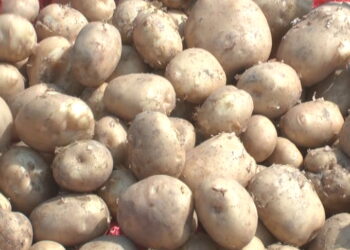 ফলন কম, হতাশ দক্ষিণবঙ্গের আলুচাষিরা