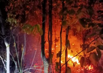 আগুনের লেলিহান গ্রাসে আউশগ্রামের বিস্তীর্ণ বনভূমি।