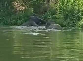 স্বস্তির খোঁজে জলে গা ডুবিয়ে বসে রইল দুই দাঁতাল