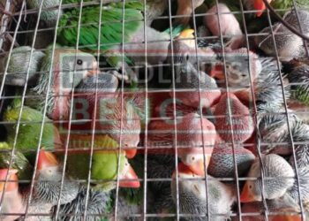 ফের বর্ধমান স্টেশন থেকে প্রচুর পরিমাণে টিয়াপাখি উদ্ধার করলো আরপিএফ।