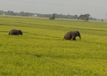 পূর্ববর্ধমানে ফের হাতির হানা।দলছুট দুই দাঁতালকে ঘিরে বাড়ছে আতঙ্ক।