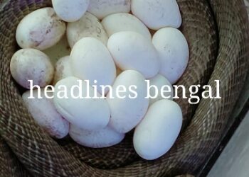 সব ঠিক থাকলে একসাথে জন্ম নেবে ১৭ টি বিষধর গোখরোর বাচ্চা।চরম ব্যস্ততায় বর্ধমানের বনকর্মীরা।