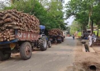অনুমতি ছাড়া গাছ কাটার অভিযোগ প্রধানের বিরুদ্ধে,পঞ্চায়েত সদস্যের লিখিত অভিযোগ বিডিও কে।