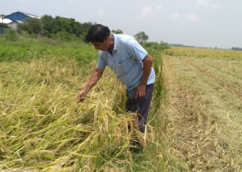 অশনির প্রভাব পড়ল বর্ধমানেও, সকাল থেকে ঝিরঝিরে বৃষ্টি, বোরো চাষীদের মাথায় হাত।