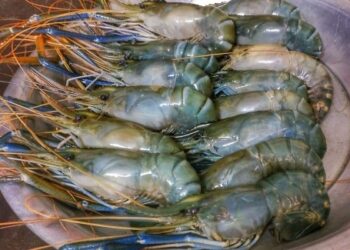 এবার গোটা জেলা জুড়েই গলদা চিংড়ি চাষের উদ্যোগ নিল পূর্ববর্ধমান জেলাপরিষদ।