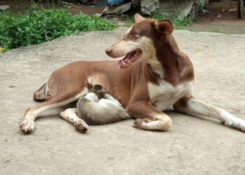 মা কুকুরের দুধ খেয়ে বেড়ে উঠছে অনাথ বিড়াল শিশু!
